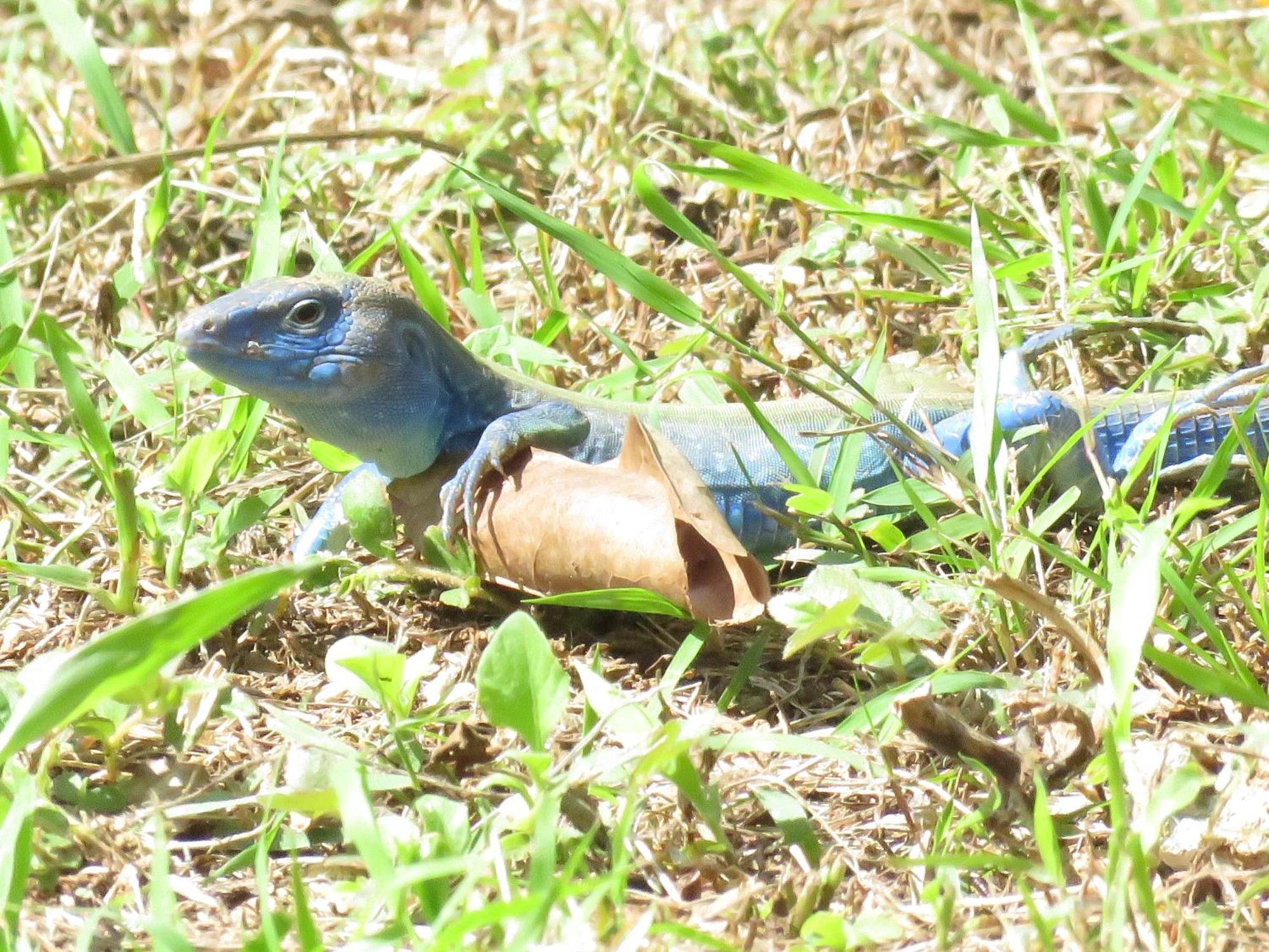 San AndrésBlue Lizard House别墅 外观 照片